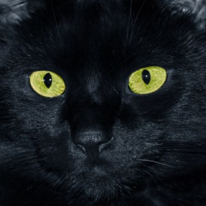 How Can Some Animals See In The Dark