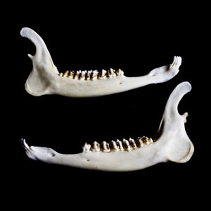 Fossil Finds - 