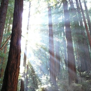 Why Do Trees Grow So Tall