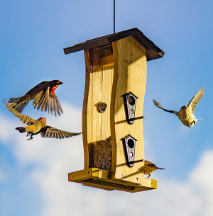 How Could You Get More Birds To Visit A Bird Feeder