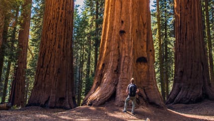What's the biggest tree in the world?