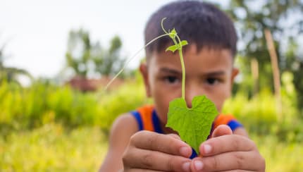 What will a baby plant look like when it grows up?