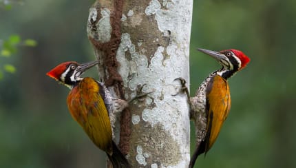 Why do woodpeckers peck wood?