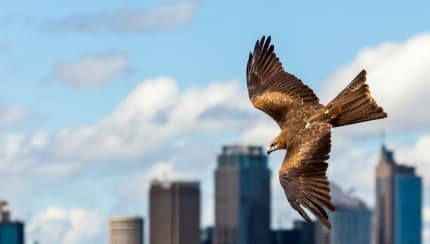 Why would a hawk move to New York City?