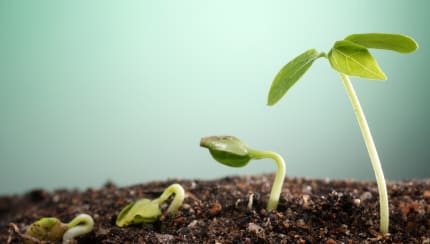 How do plants and trees grow?