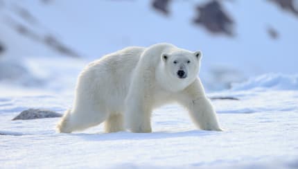 Why are polar bears white?