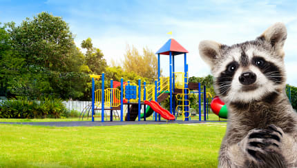 Why would a wild animal visit a playground?