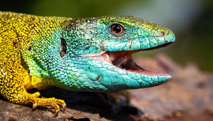 Can animals laugh?