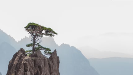 How did a tree travel halfway around the world?