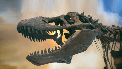 Why did the dinosaurs go extinct?