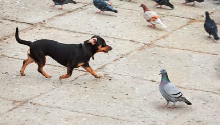 What do dogs and pigeons have in common?