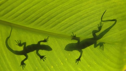 How could a lizard's toes help it survive?