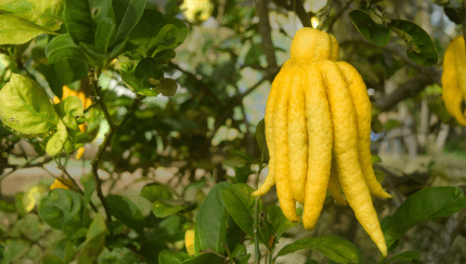 How do you identify a mysterious fruit?