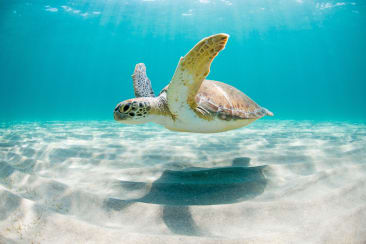 Saving Sea Turtles