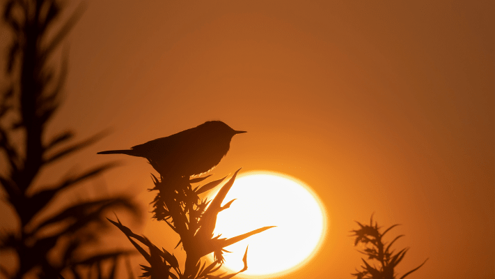 Bird of the Year