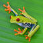 Immagine di Animal Adventures