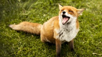 Can animals laugh?