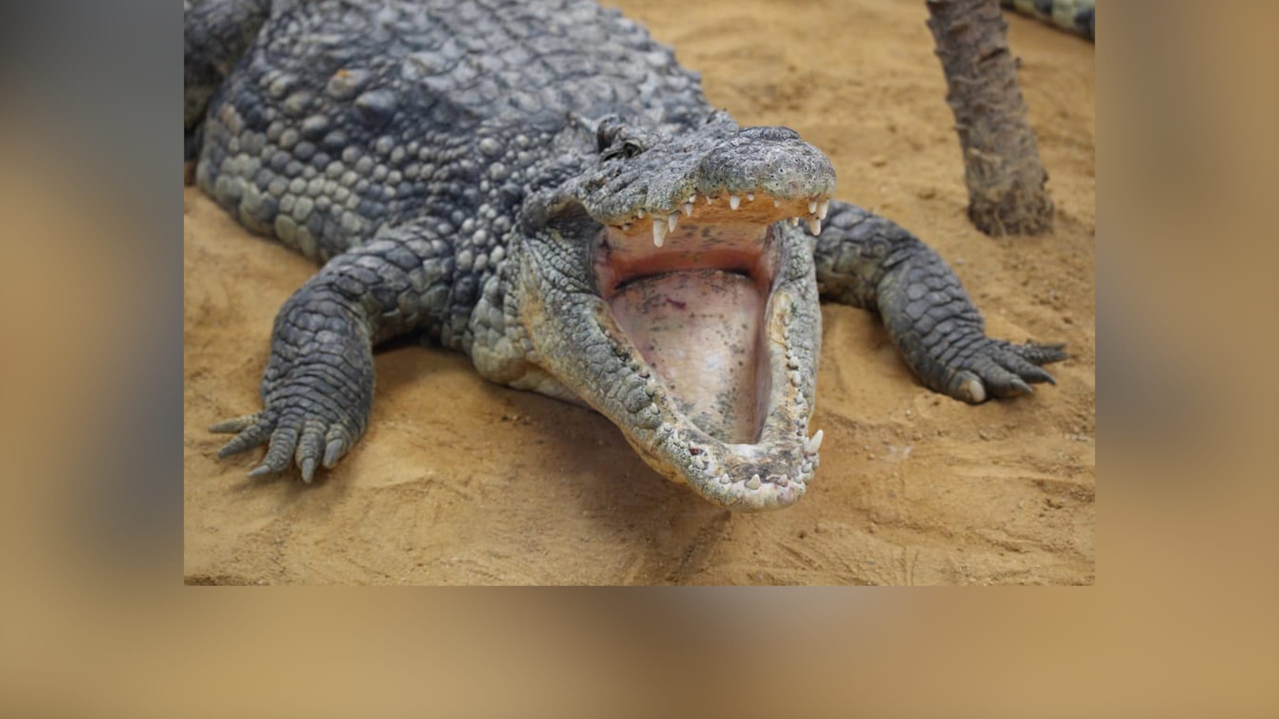 Curious Kids: when a snake sheds its skin, why isn't it colourful?