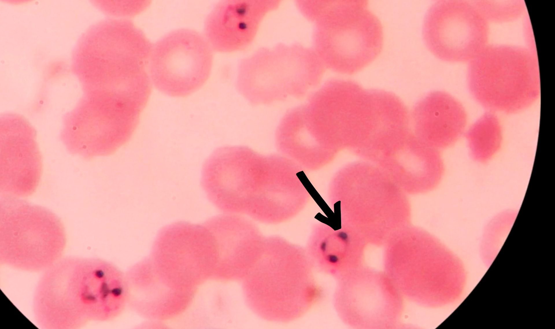 Slide Image