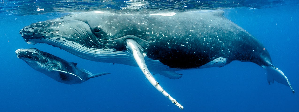 Where can you find whales in a desert?