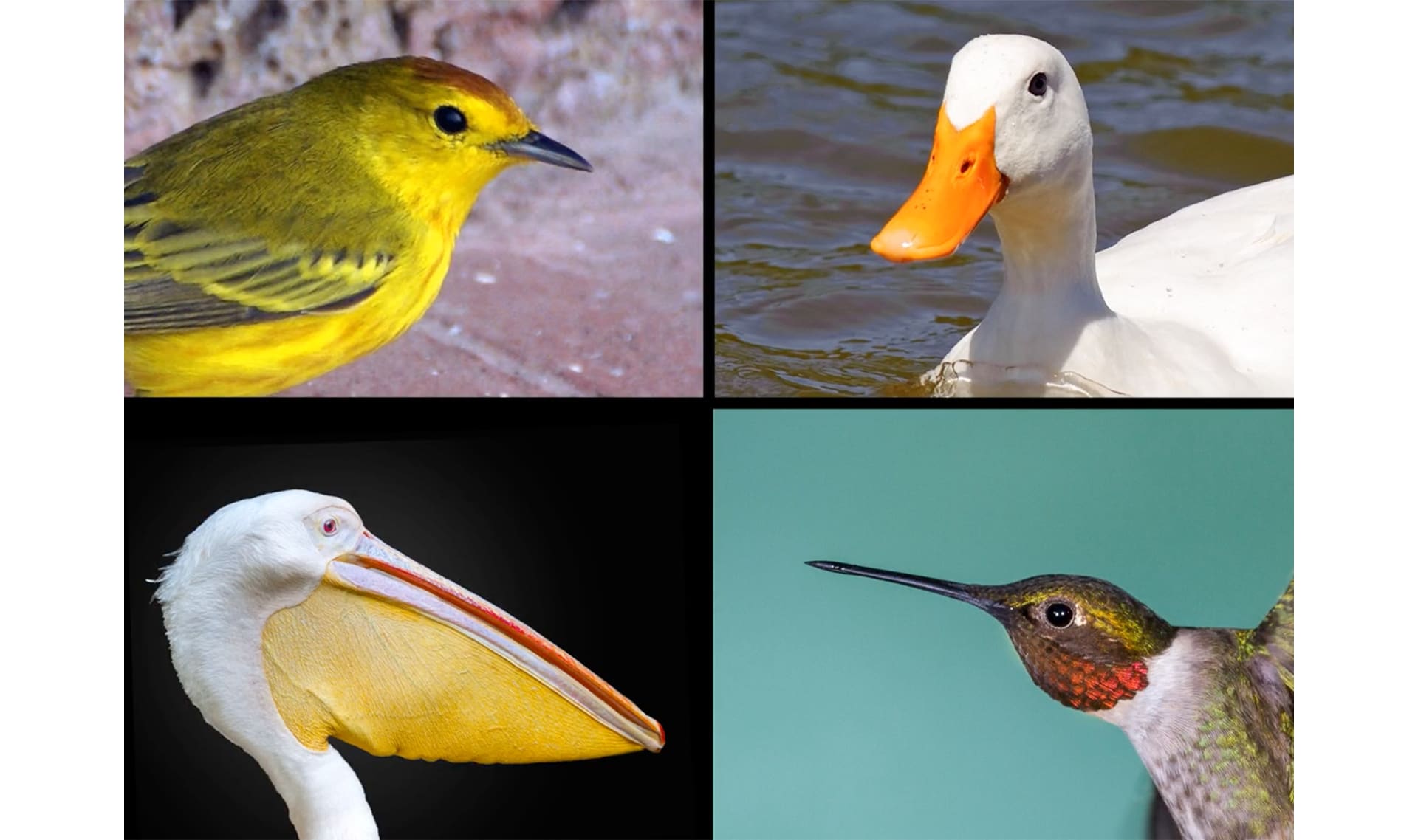 Top 9 Mysterious Birds – K-12 Education