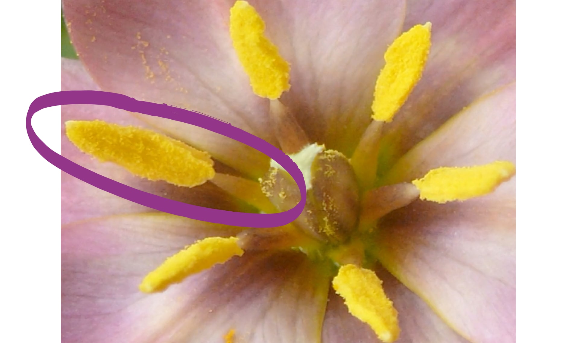 Slide Image