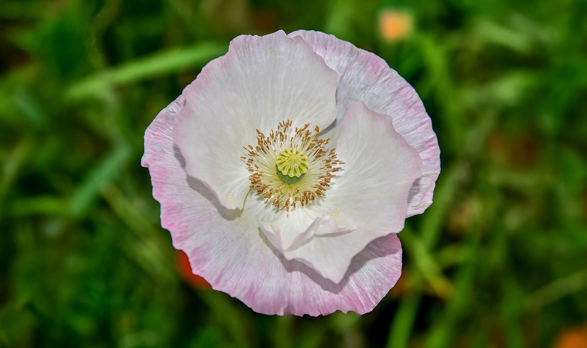 Slide Image