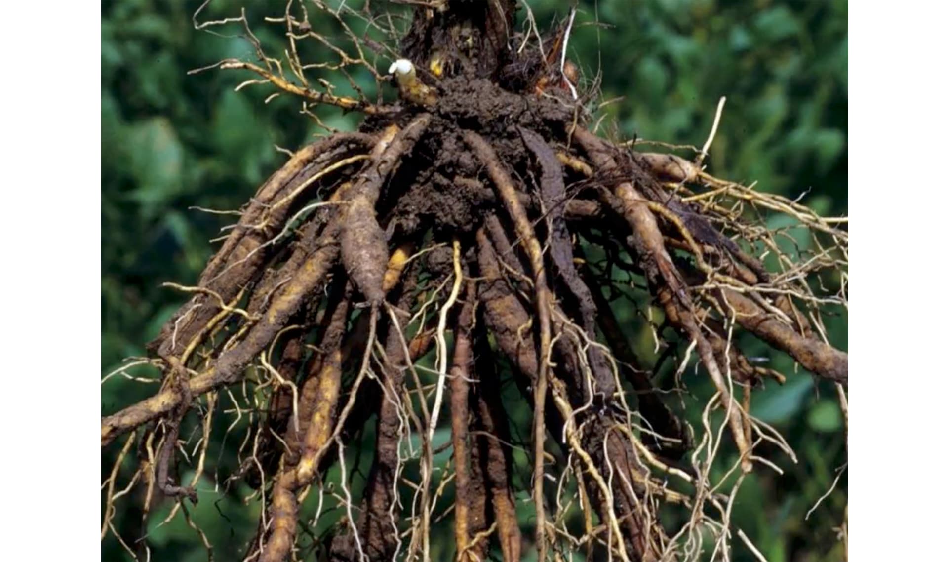 Больший корень это. Корень корневище корнеплод. Корневище тифониума. Корешок растения.
