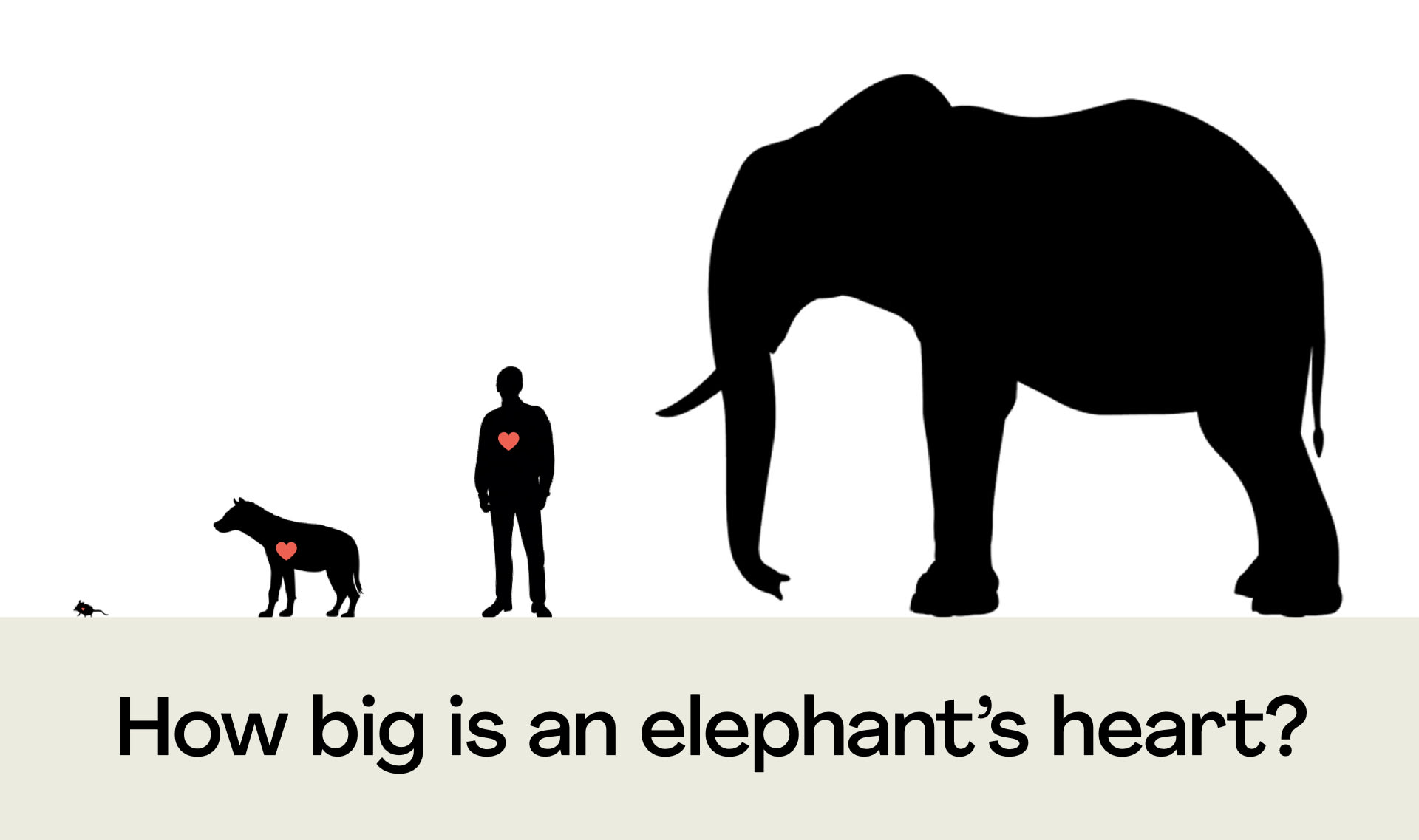 Which animal has the biggest heart?