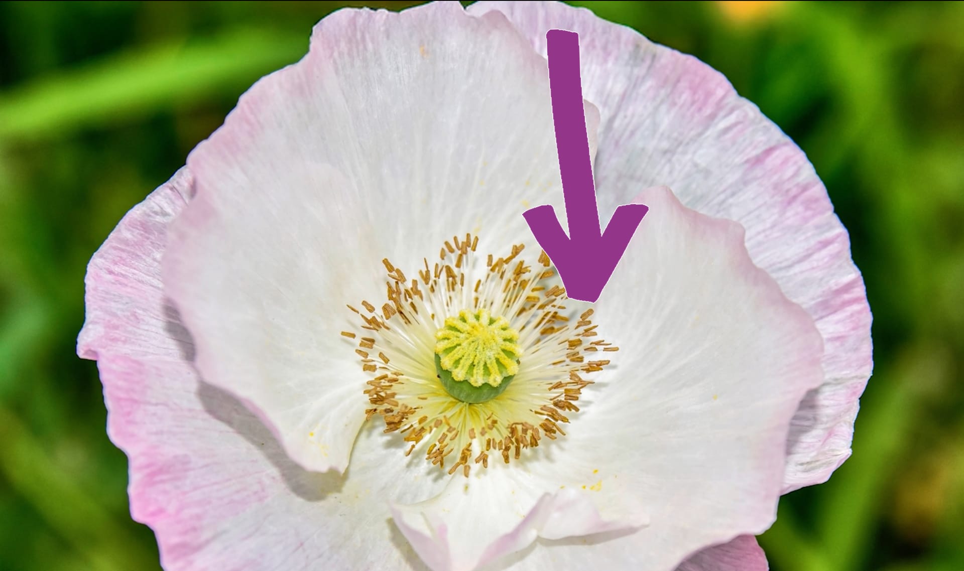 Slide Image