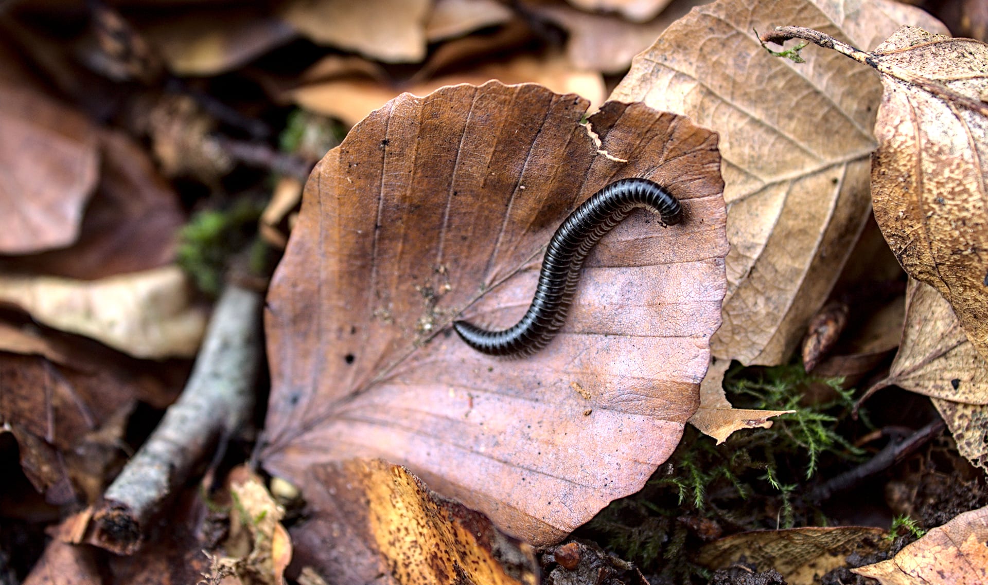Slide Image