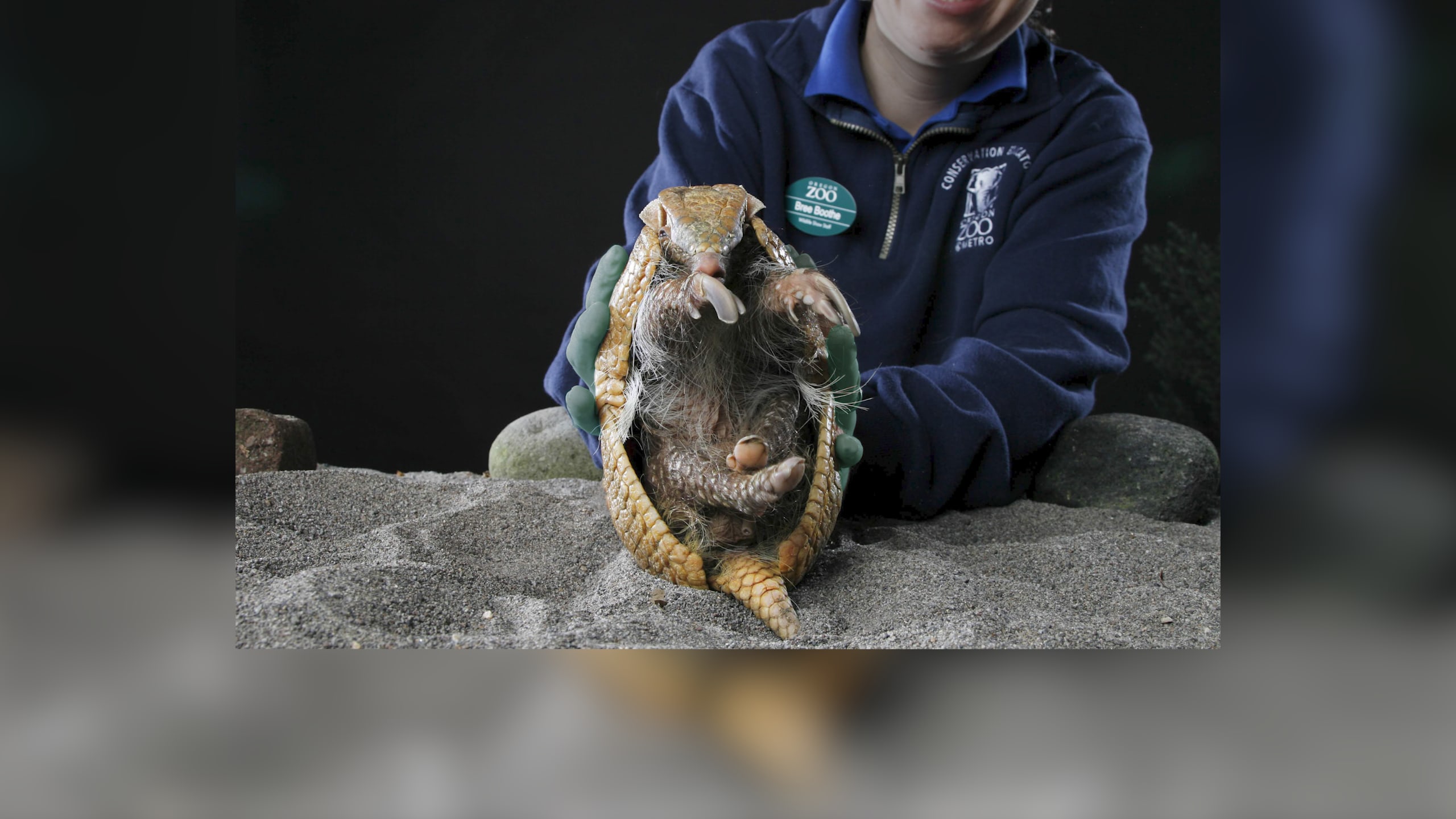 Curious Kids: when a snake sheds its skin, why isn't it colourful?