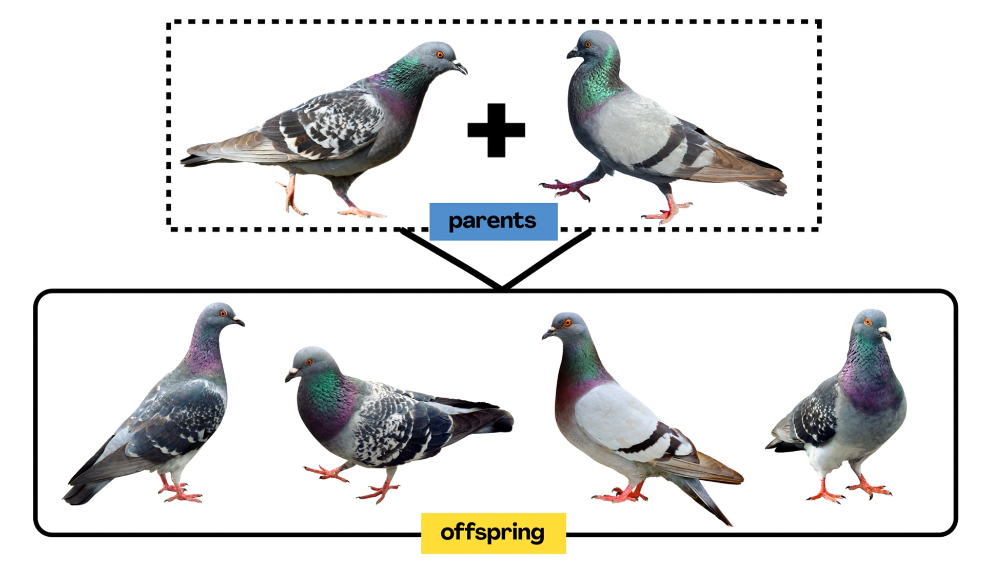 What do dogs and pigeons have in common?