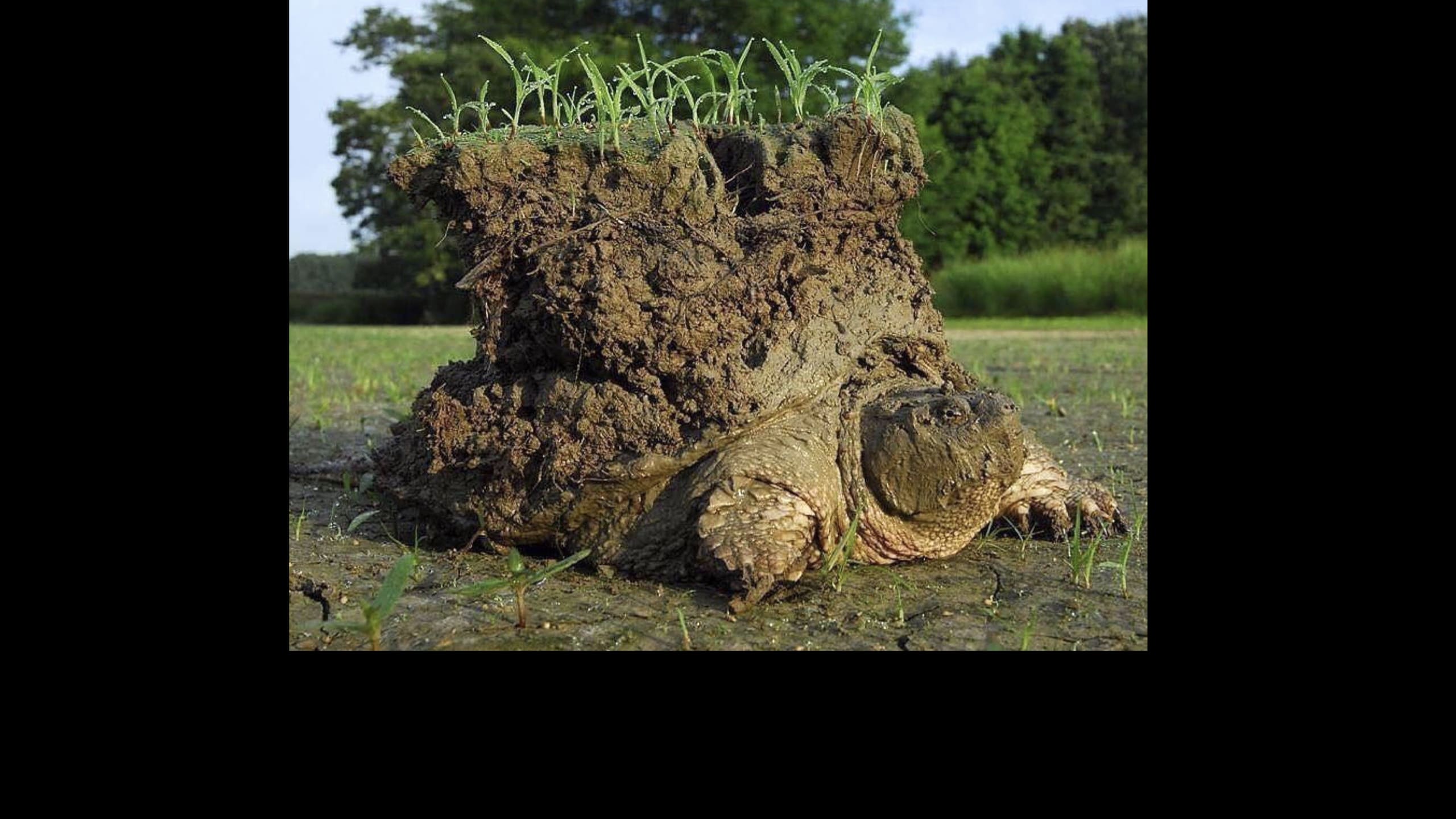 Snow Turtle Insect Where do bugs go in winter? - Mystery Science