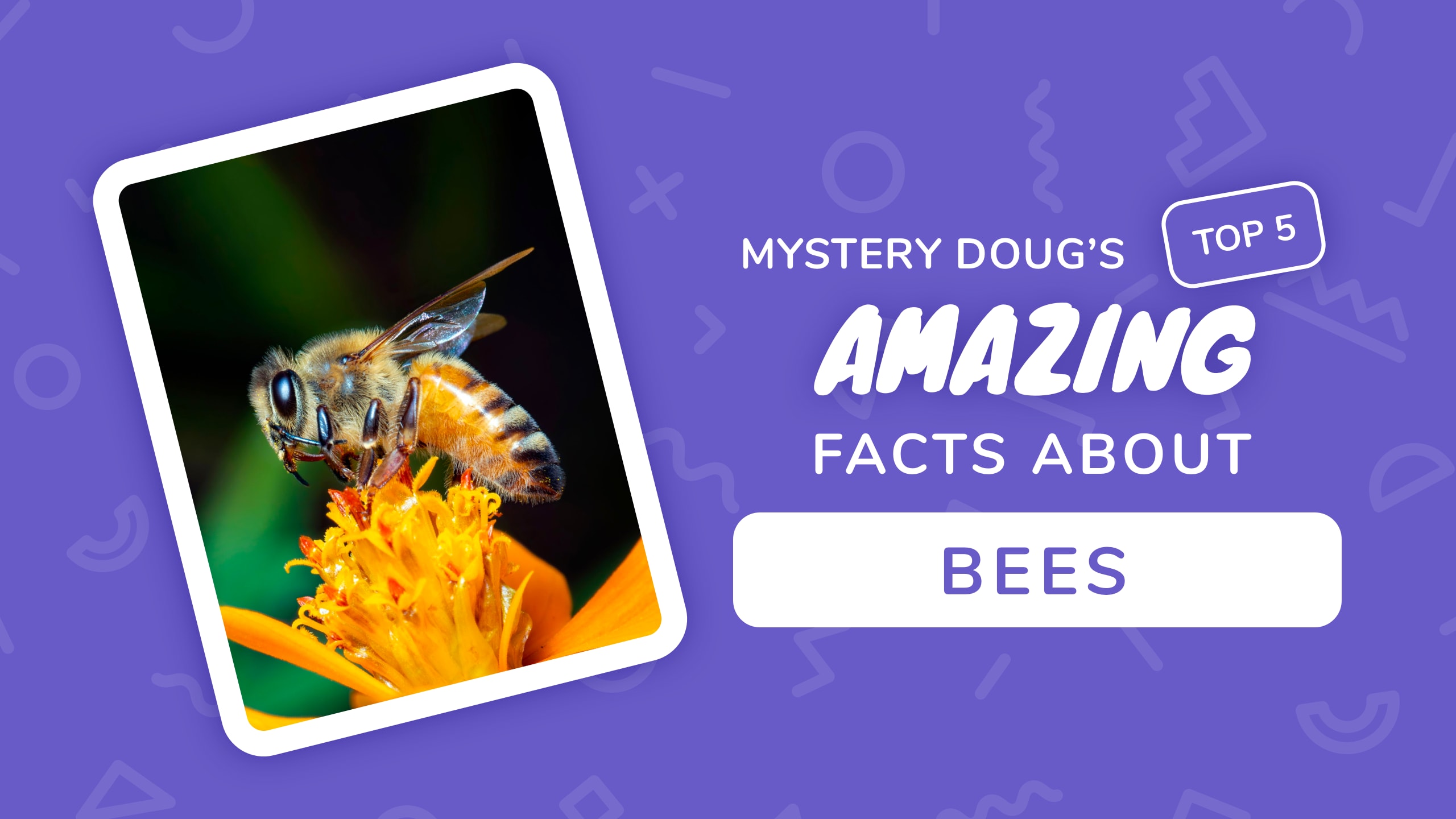 How do bees make honey? - Mystery Science