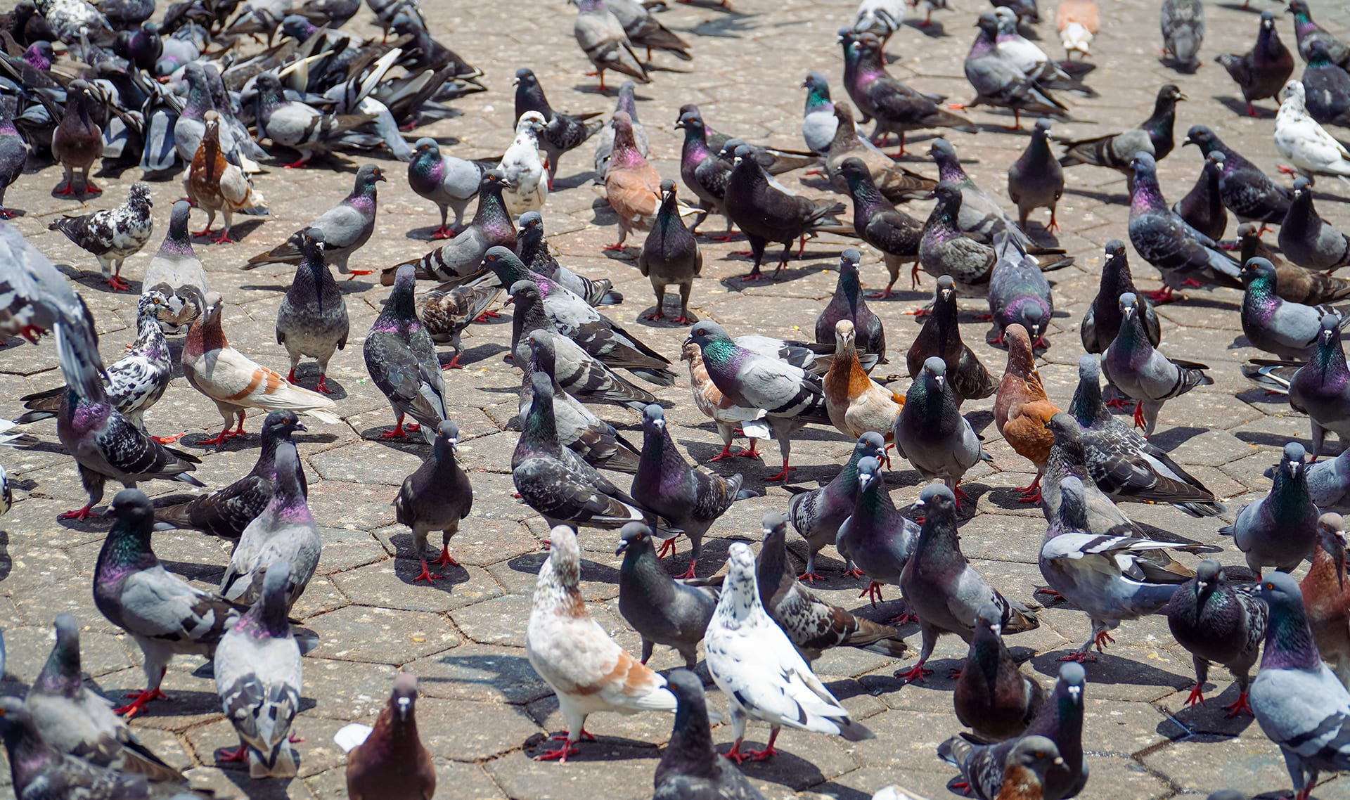 What do dogs and pigeons have in common?
