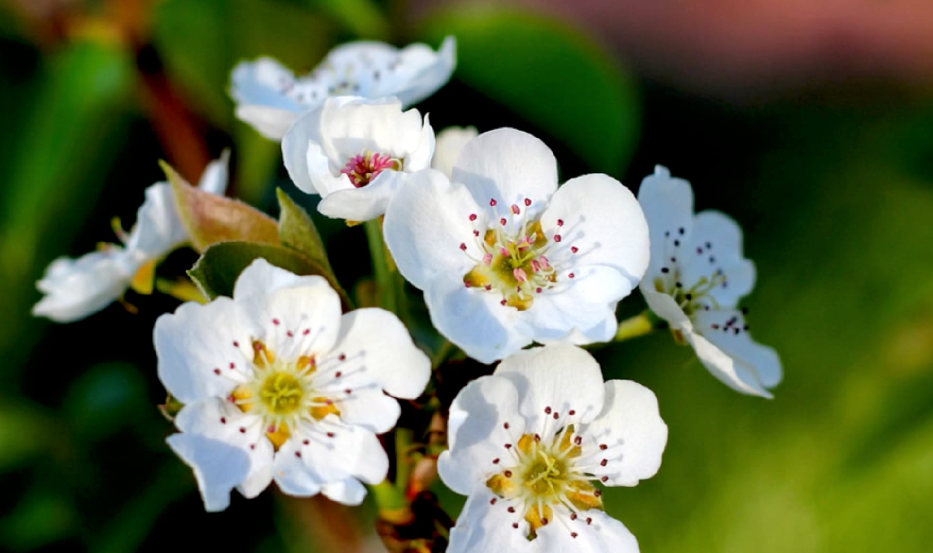 Why do plants give us fruit?