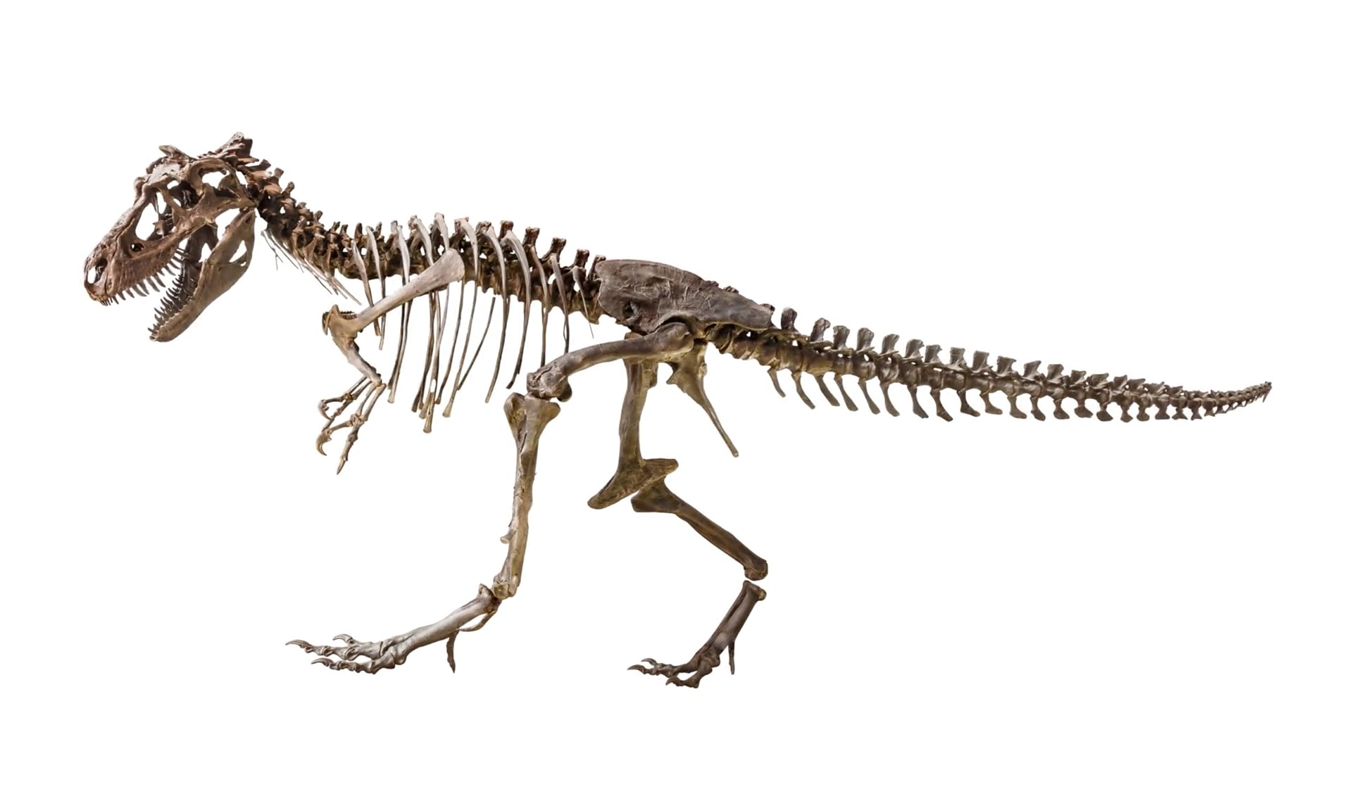 How do we know what dinosaurs looked like?