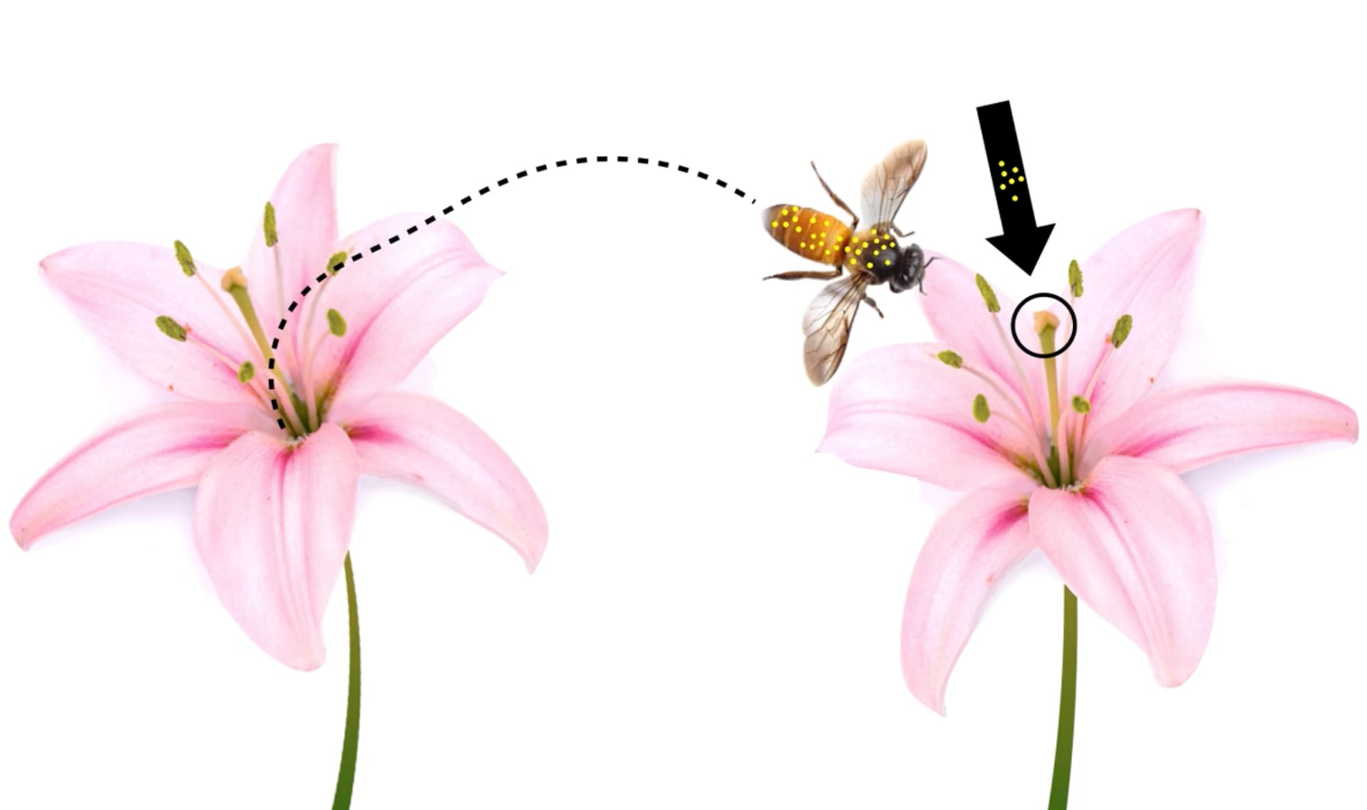 Why do plants grow flowers?