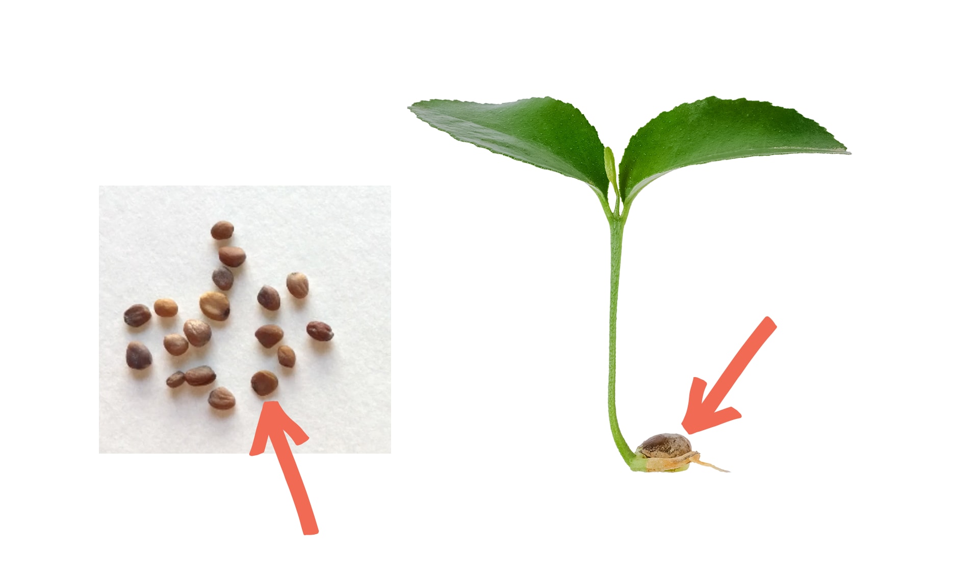 How do plants and trees grow?