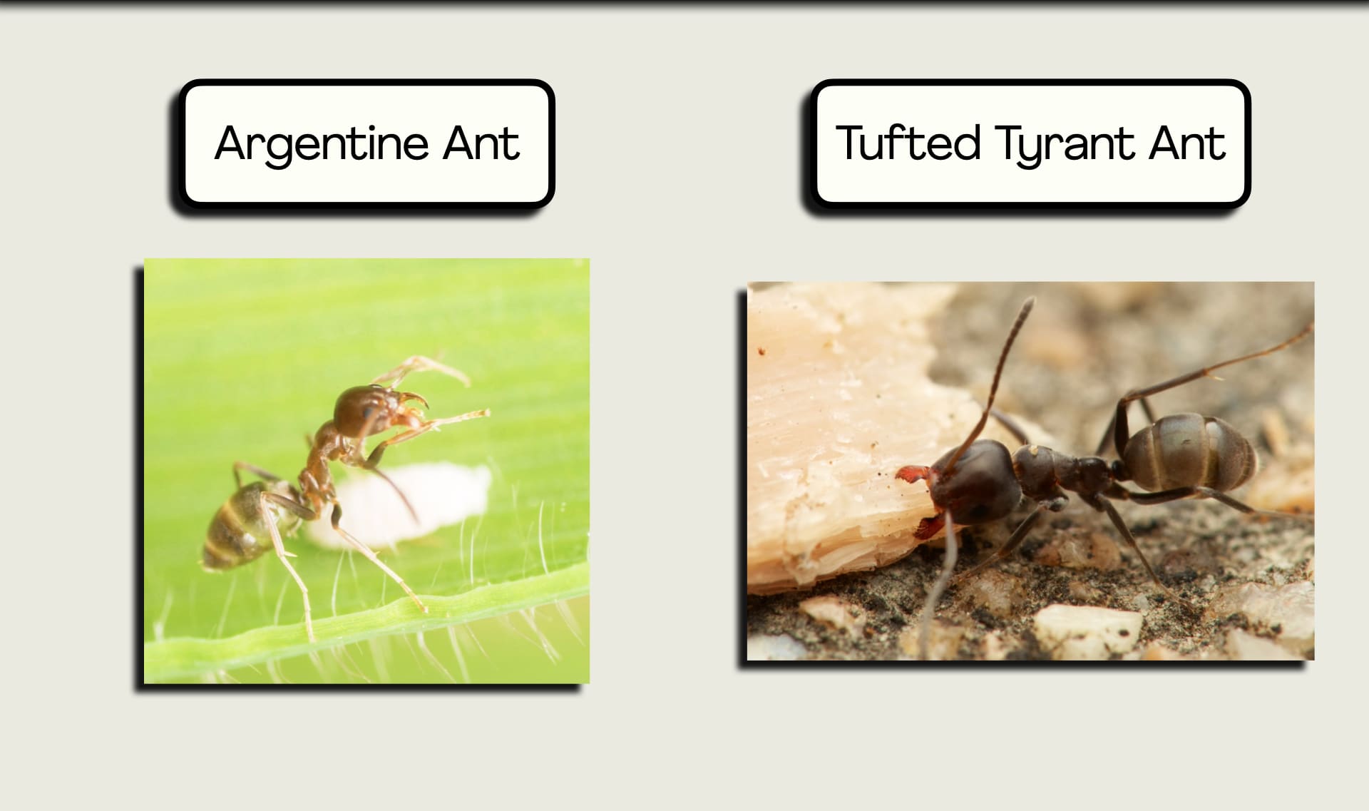 Why do ants live in colonies?