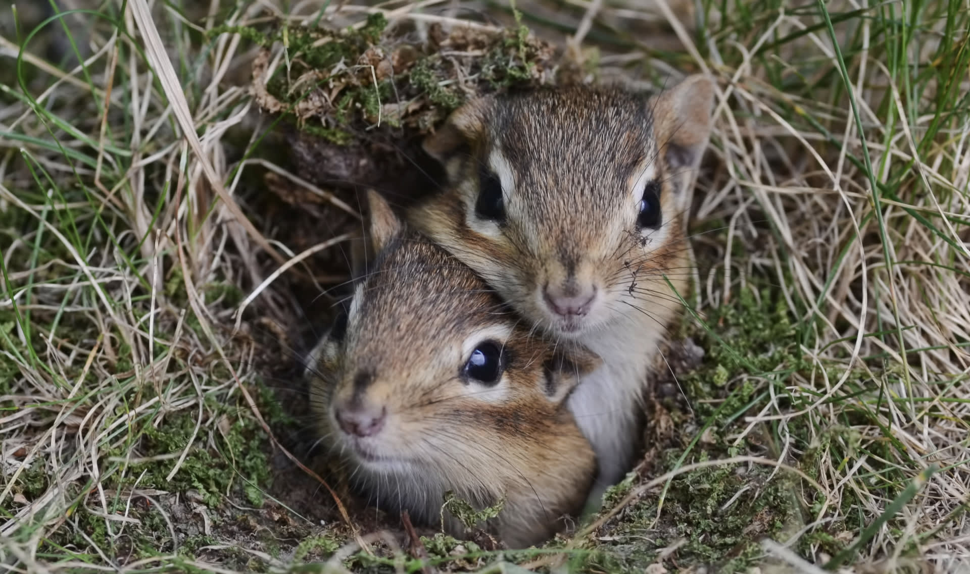 How do animals take care of their babies?