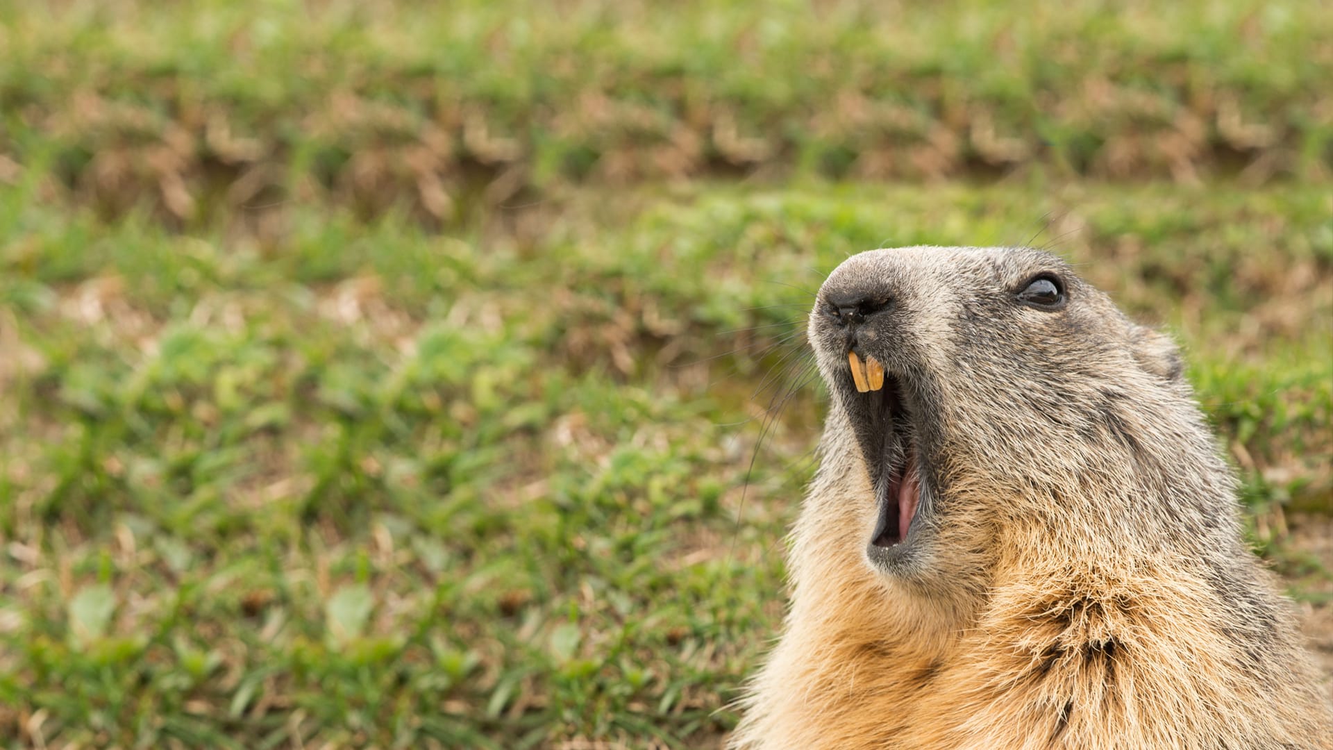 Can animals really predict the weather?