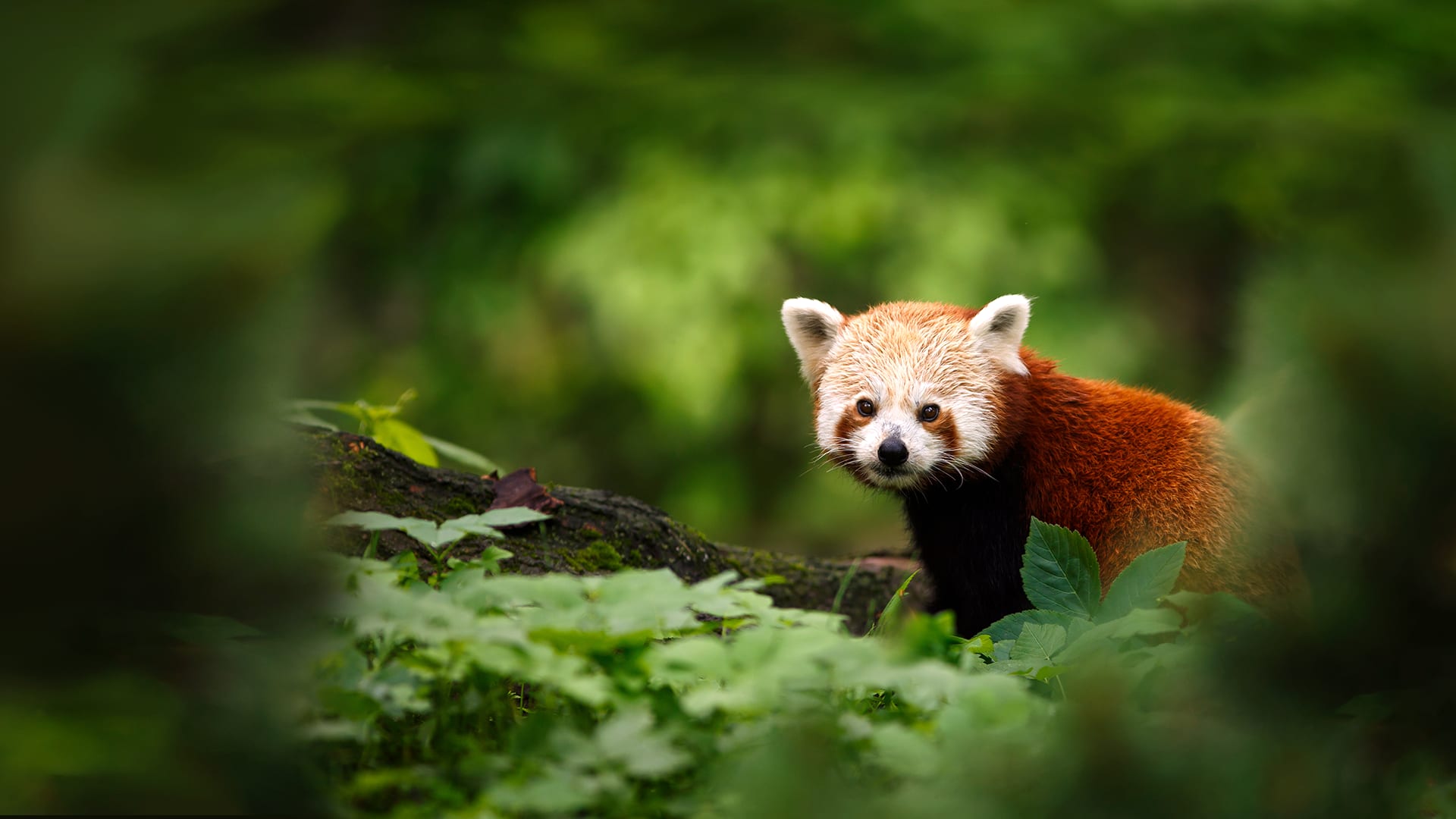 How do we know if an animal is an endangered species?