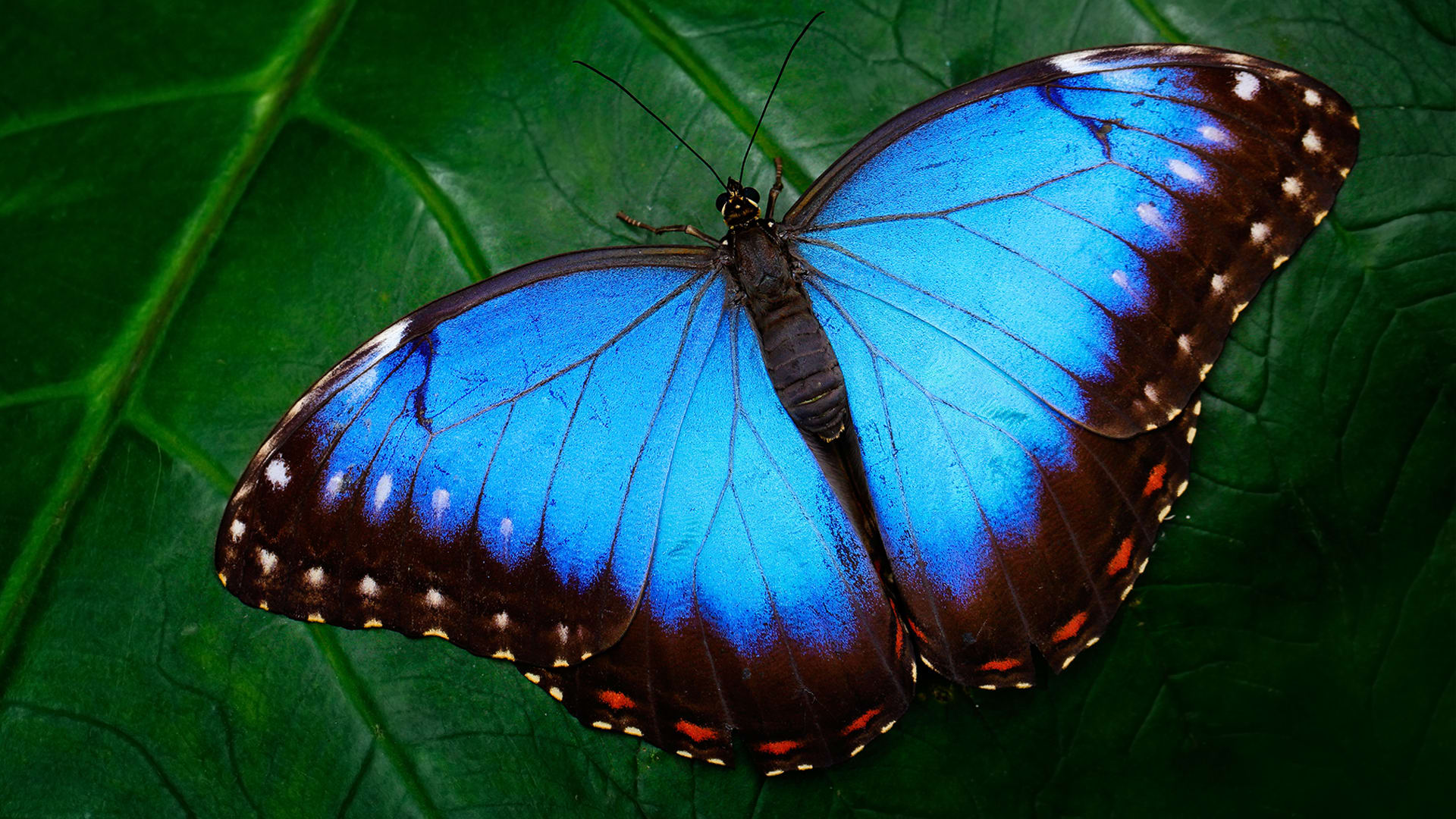 Why are butterflies so colorful?