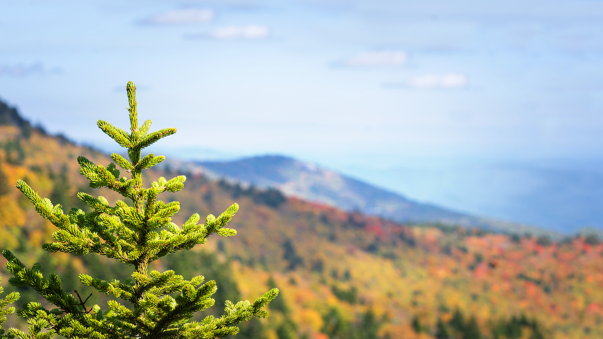 Why don't all trees lose their leaves in the fall?