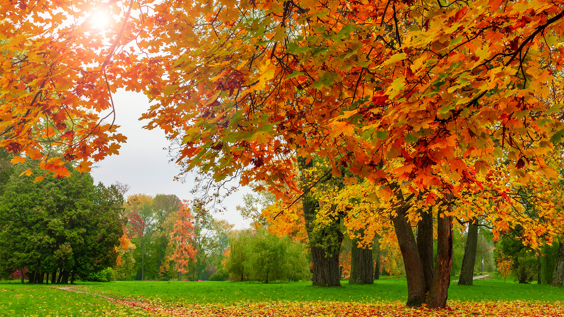 Why do leaves change color in the fall?