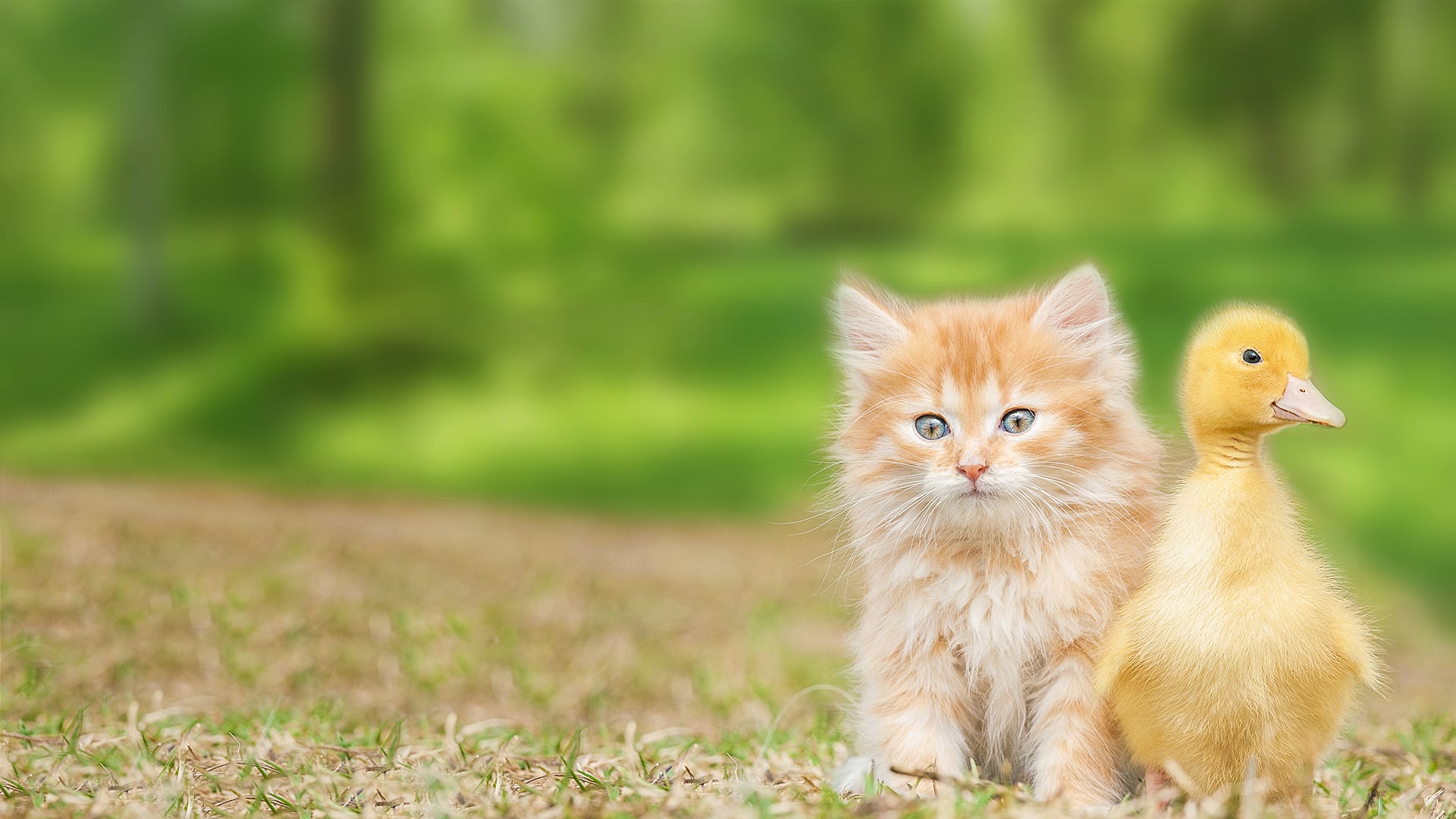 Can animals be friends with other kinds of animals?