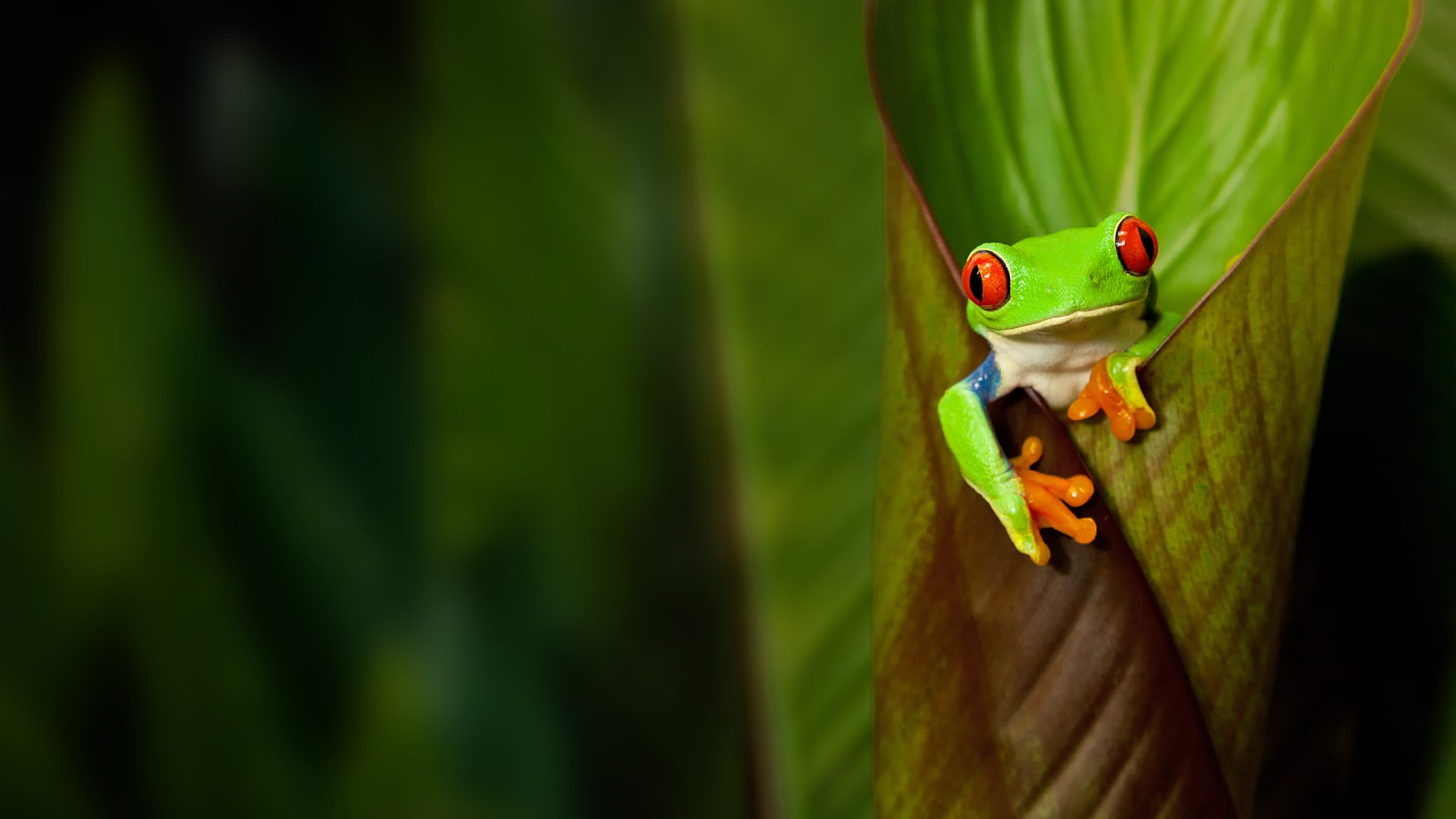 Do any plants eat animals?