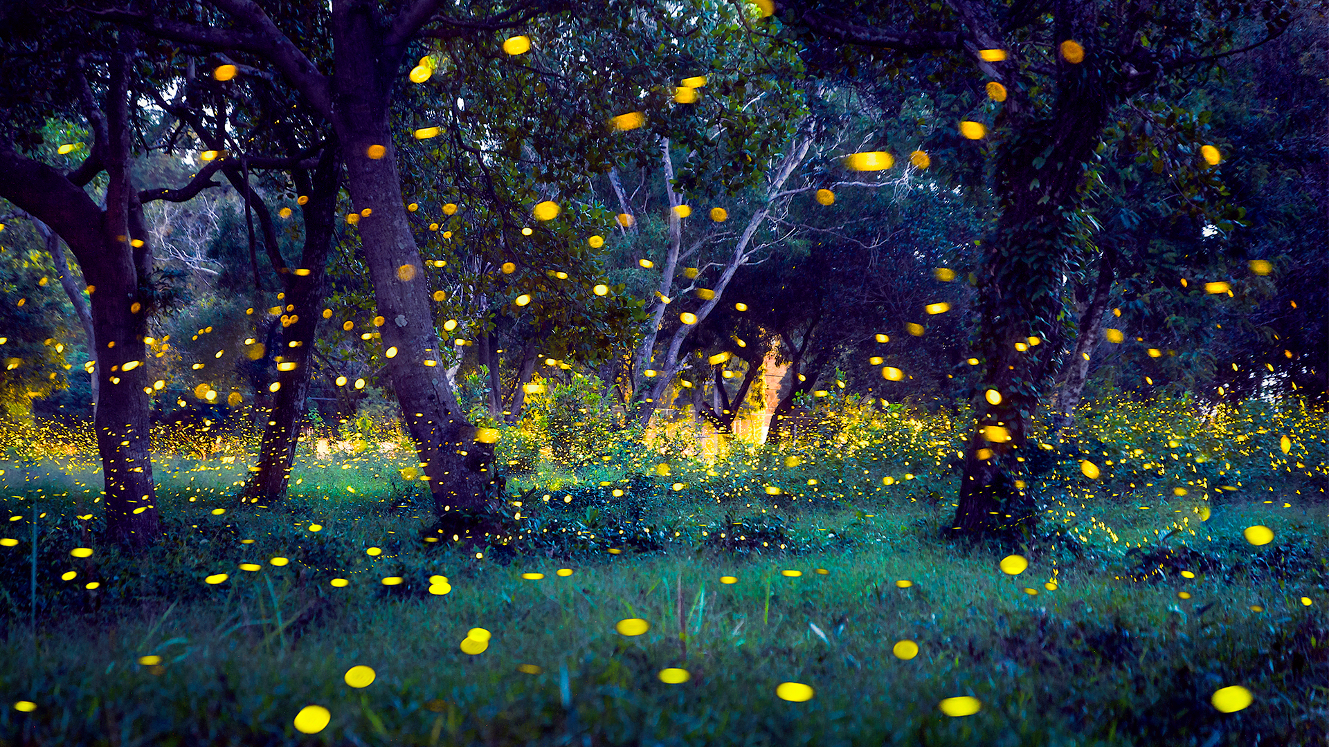 Why do fireflies glow?